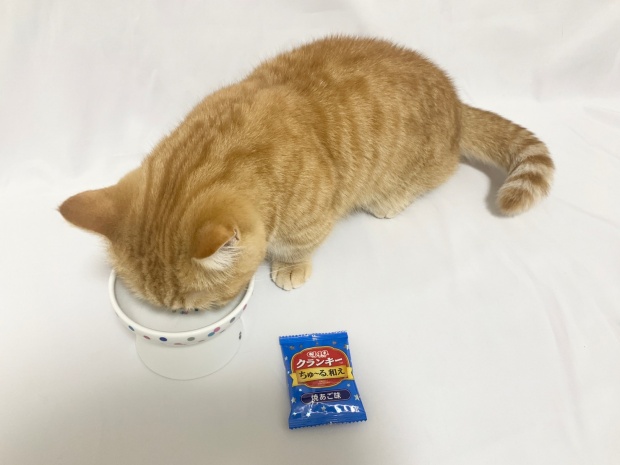 チャオクランキーちゅーる和え焼あご味を猫が食べているところ