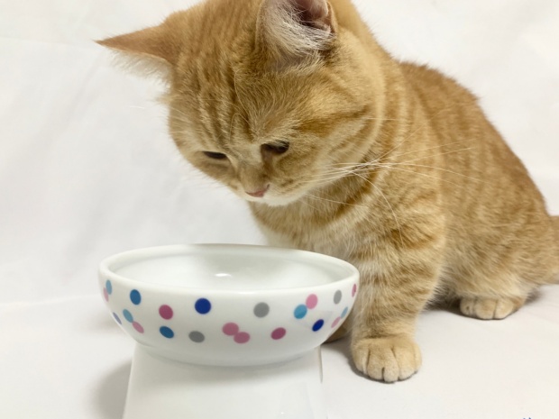猫がご飯皿を見てるところ
